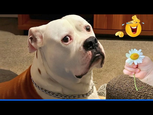 New Funny Animals Video 2026 😂 Funny Dogs and Cats Make You Unable To Stop Laughing😻🐶 Cute Dogs Cats background