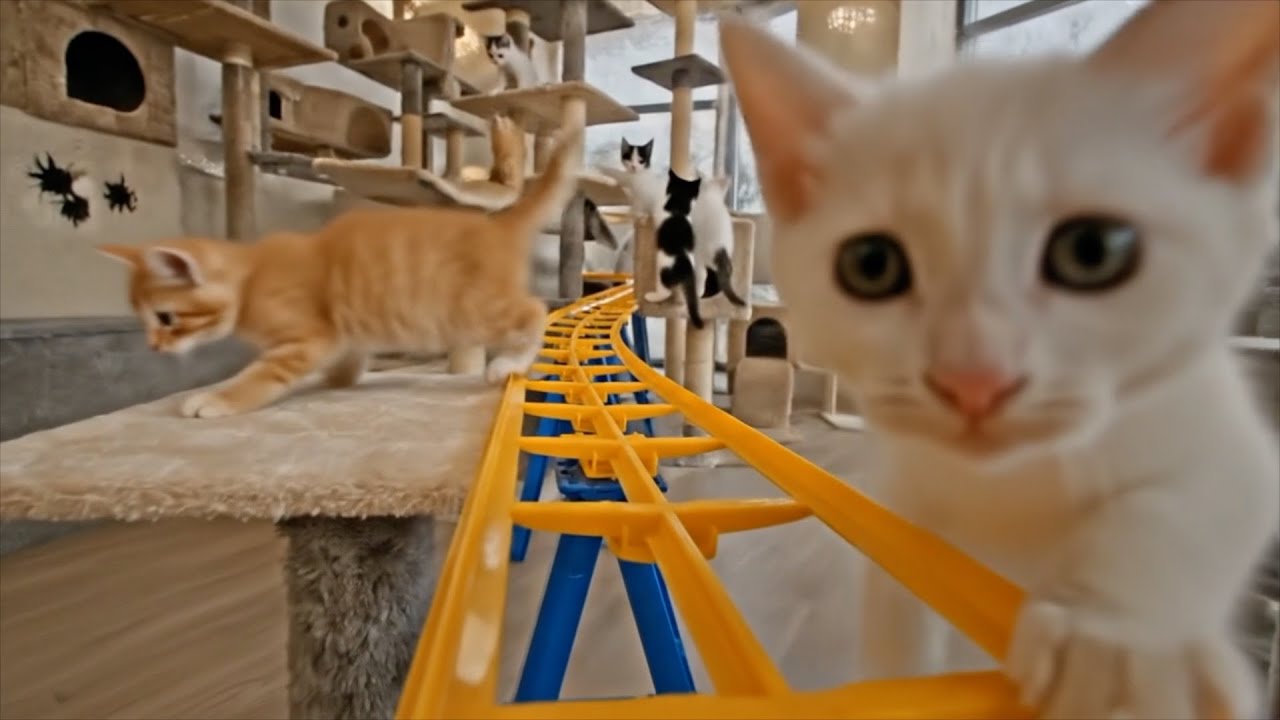 猫😺ジェットコースター ライド - Cat Ride Roller Coaster background