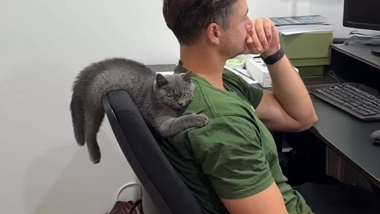 This Cat Won't Leave My Husband Until She Has Him All To Herself! đ€Ł background