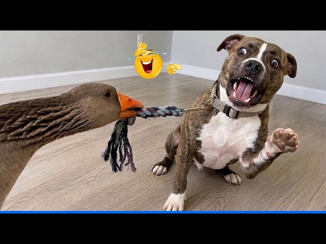 Laugh Out Loud With The Funniest Animal Videos đčđ¶ The Funniest Pets Videos Compilation background