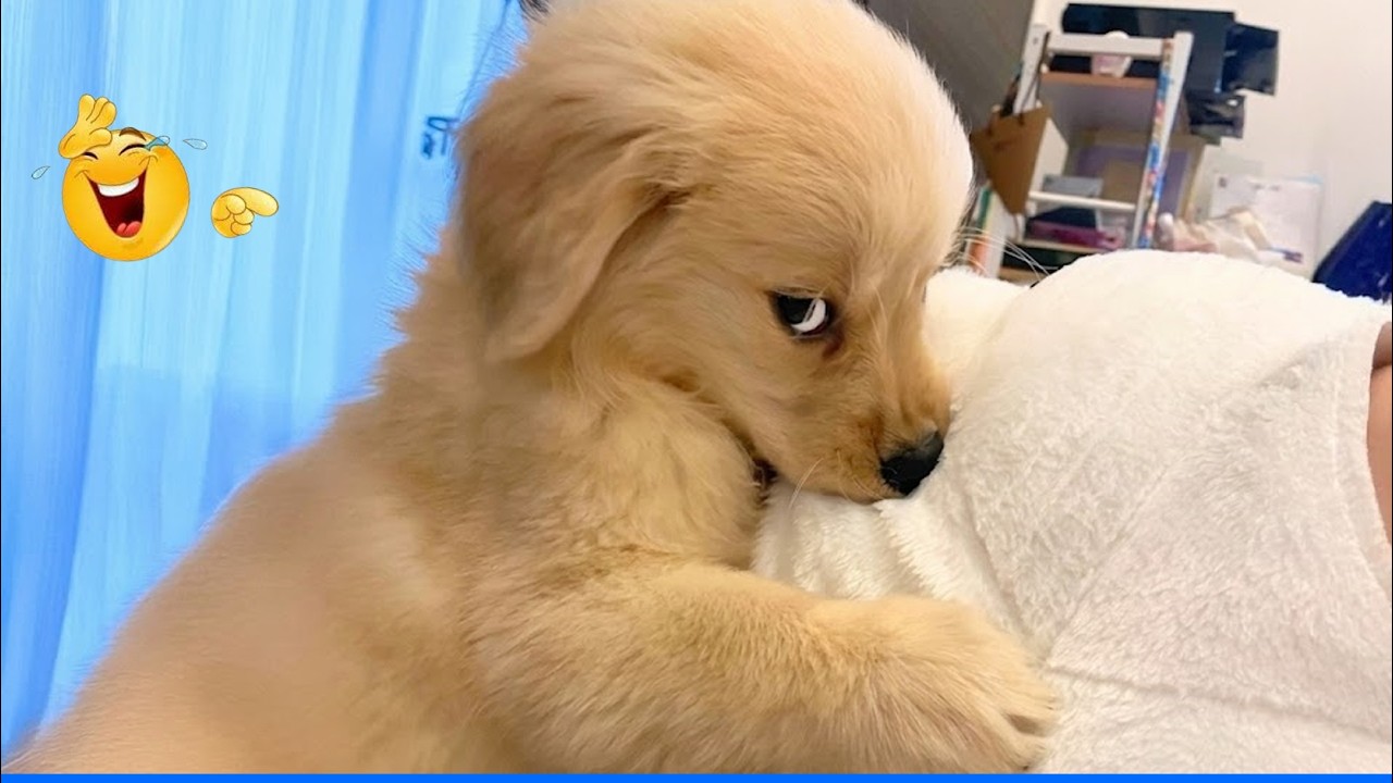 Smarty Funny Animal Video Clips 😹🐶 You Will Die Laughing Because Of These Dogs And Cats 😹 background