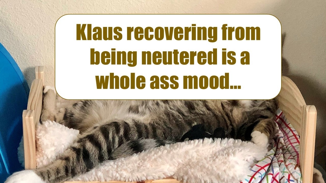 ANIMALS GO TO THE VET: Funniest Photos background