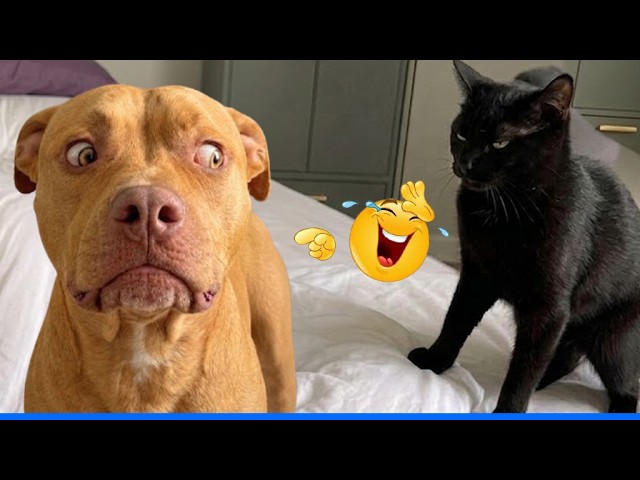Funniest Confused Pets Compilation ๐น๐ถ Cat and Dog Compilation That Will Make You Laugh Until You Cr! background