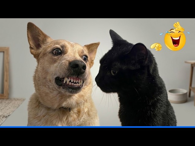 You Will Die Laughing At These Animals ๐น๐ถ The Funniest Cat Dog Moments Compilation ๐พ background