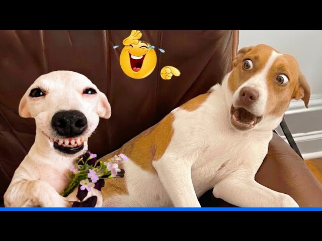 When God Sends You Funny Dogs 😹🐶 Laugh Non-Stop With These Funny Videos! background
