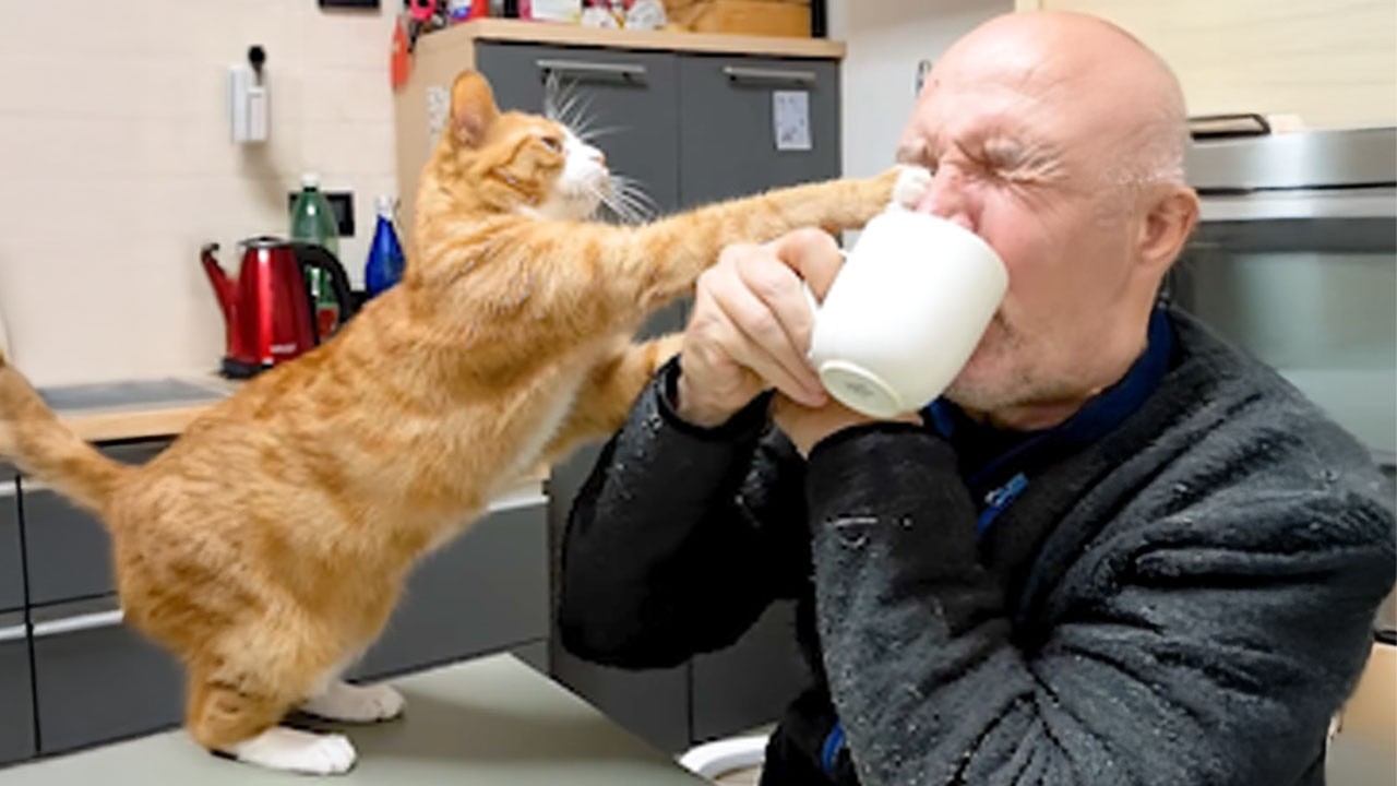 These Cats Like To Provoke Everything 🤣 NEW Funny Cat Videos background