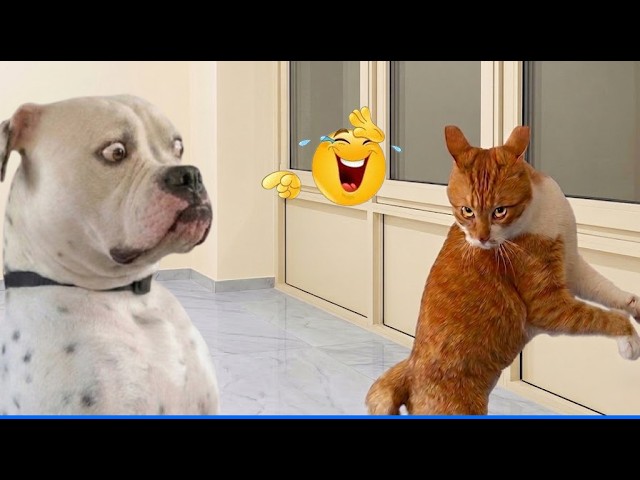 Funny Cats and Dogs 😹🐶 The Funniest Animal Videos That Will Make You Laugh Out Loud! background