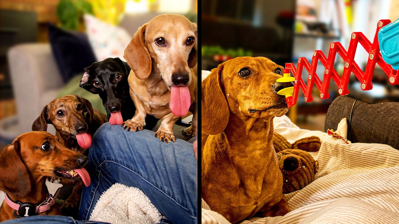 Funniest Dachshund Videos On The Internet background