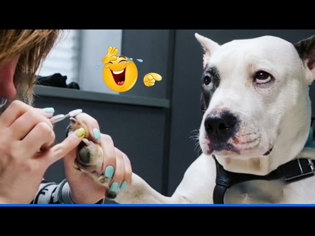 Super Funny Animal Video Clips đŸ Cat and Dog Videos That Don't Disappoint You. background