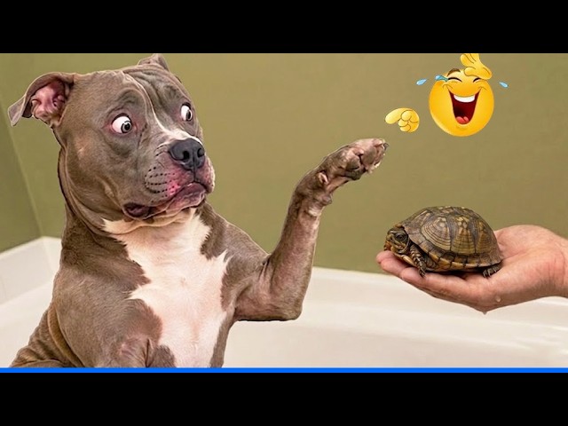 The Funniest Videos That Will Make You Laugh Like You've Seen God! 🤣🐶 Funniest Videos! background