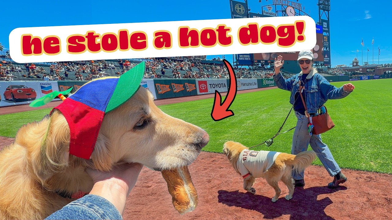 Oatmeal's first baseball game didn't go as planned... background