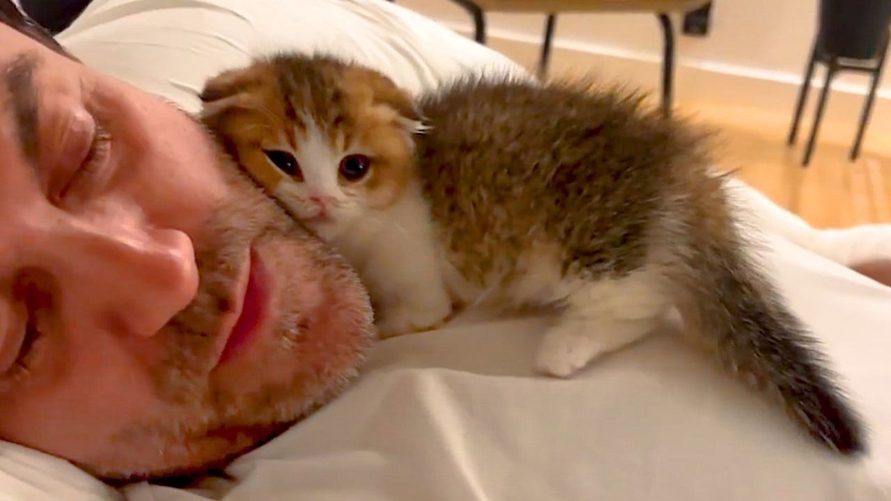 These Adorable Kittens Love Their Dad and Stick To Him Like Glue! π₯° background