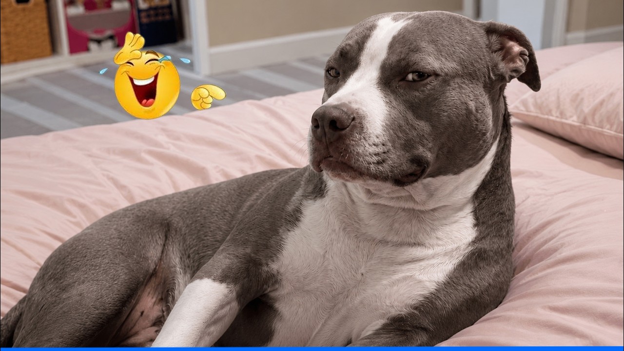 TOP Videos of the YEAR! 🤣🐶 FUNNIEST Pets of 2026 background