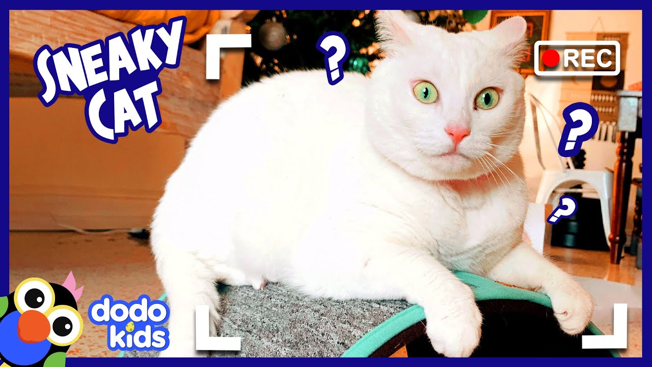 Sneaky Cat Has A Secret For You | Mystery Animals | Dodo Kids backdrop