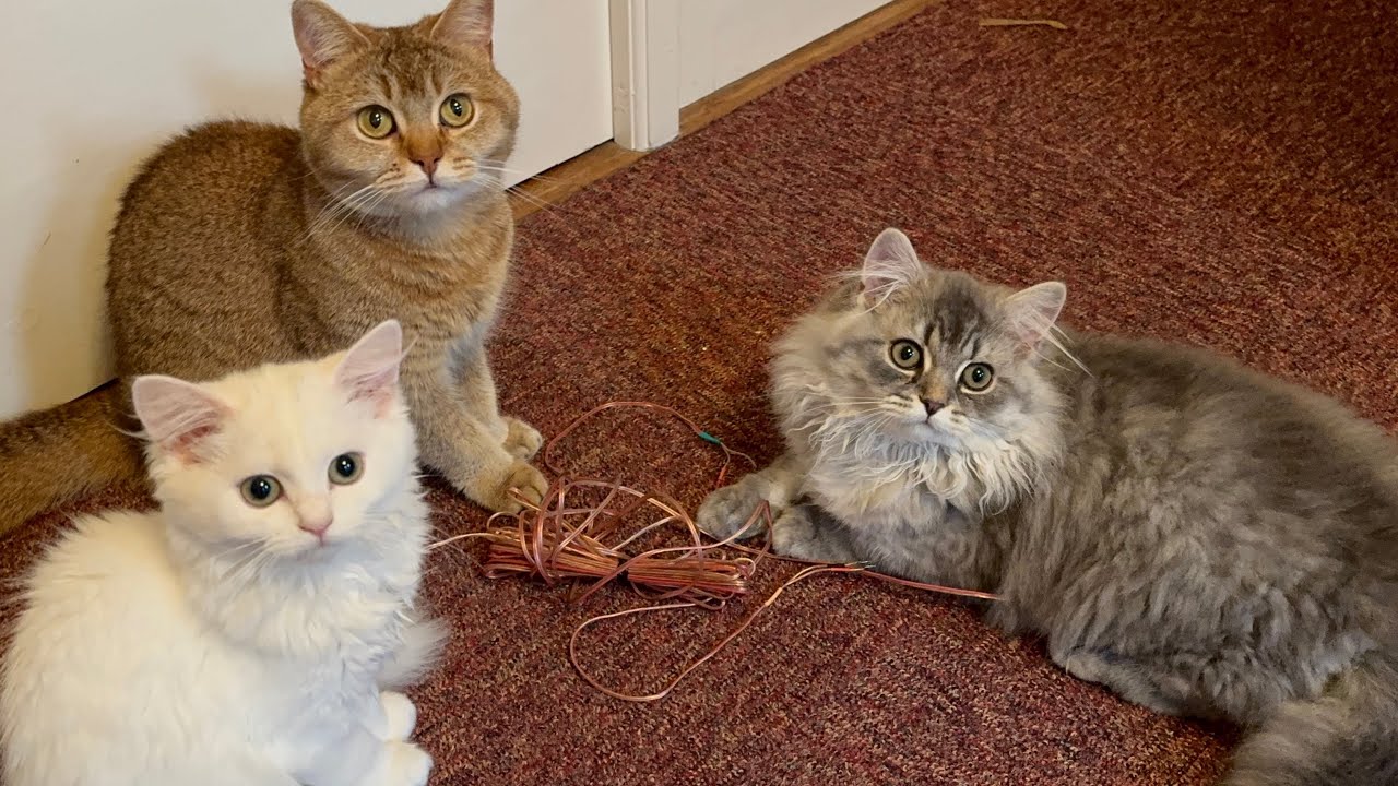 3 Funny Cats Go CRAZY Chasing a Toy Mouse! 🐭😂 | Cutest & Funniest Cat Moments background