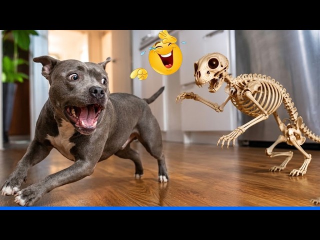 Funniest Cats - Don't try to hold Back laughter - the Pet Collective background