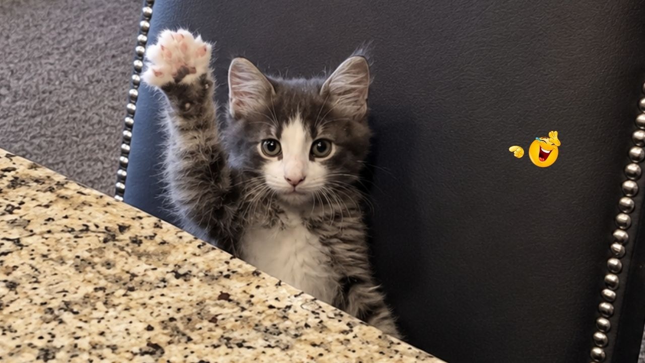 Funny Cat Videos 2026 π | The Most Hilarious Cat Moments Ever Caught On Camera π€£π± backdrop