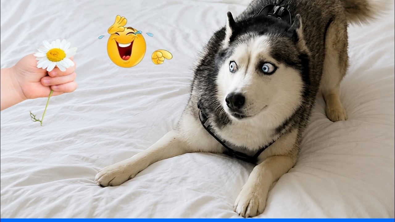 Smarty Funny Animal Video Clips The Funniest Cat Dog Moments Compilation