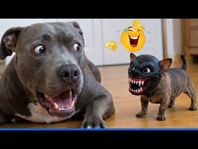 Best Of The Funny Animal Videos 😹🐶 Funniest Cat & Dog Moments Ever Recorded.🐾 🤣 backdrop