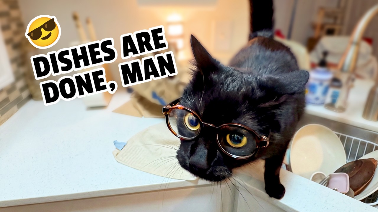 The HILARIOUS Pet Videos You Missed This Month 😹