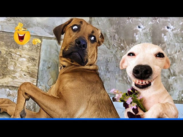 When God Sends You Funny Dogs And Cats 😹🐶 Funniest Pets Compilation That Will Make You Laugh 🐾 🤣