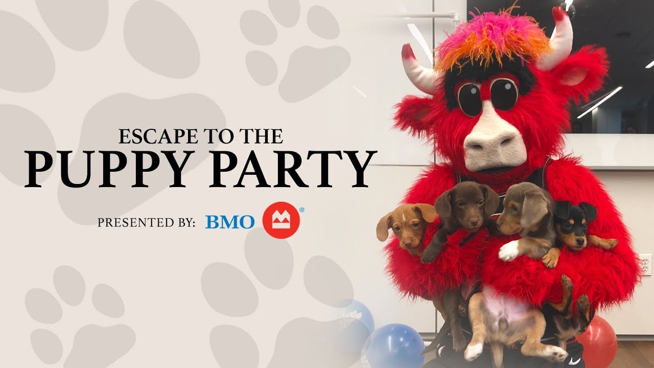 Chicago Bulls short film: Escape to the Puppy Party background