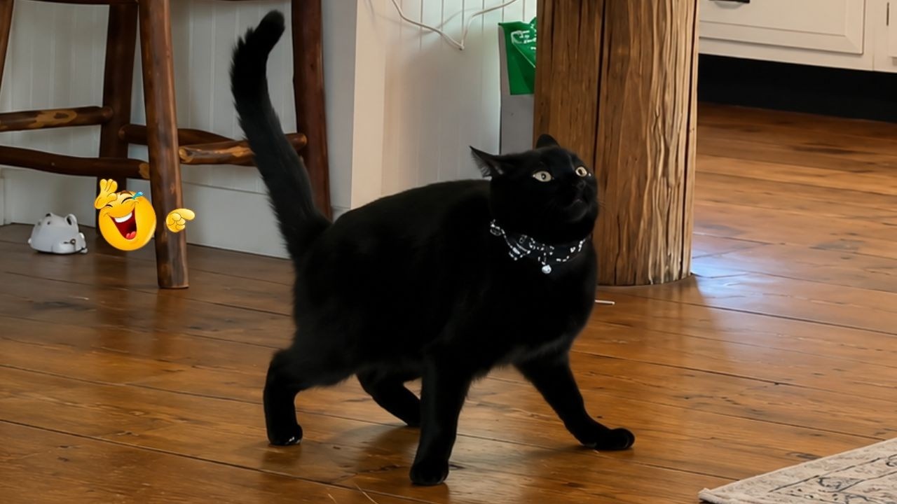 Funny Cat Videos 2026 🐈 | The Most Hilarious Cat Moments Ever Caught On Camera 🤣🐱