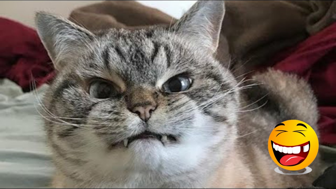 FUNNIEST CAT VIDEOS 2024 COMPILATION đ Funny Cats 57 đș #funny #pet #cat #foryou #viral #viralvideo background