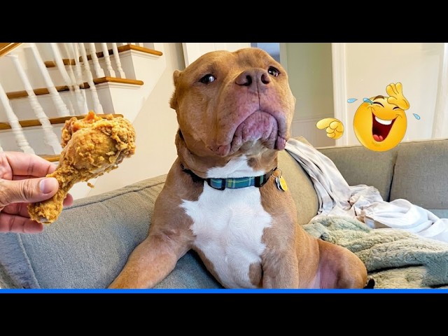 These Cats Will Make You Laugh Out Loud!๐น๐ background