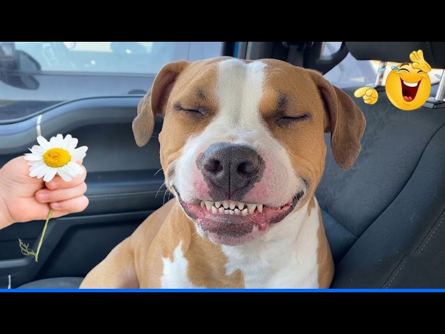 When God Sends You Funny Dogs And Cats ЁЯШ╣ЁЯР╢ Laugh Until You Cry With These Funniest Animals ЁЯР╛ background