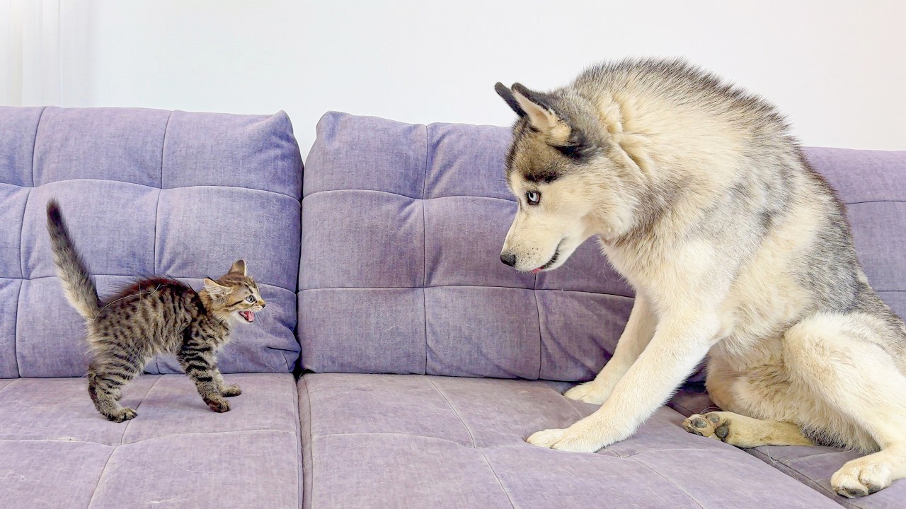 Giant Husky Meets Tiny Kitten… Reaction Is Hilarious!! background