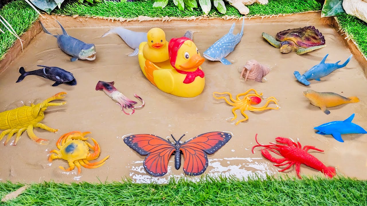 Sea Animals