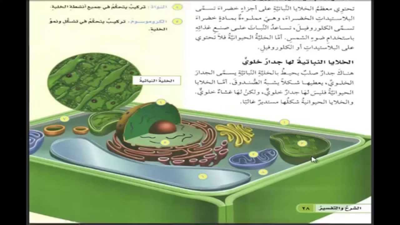 العلوم - الرابع الابتدائي- الفصل الدراسي الأول- 1436-1437هـ