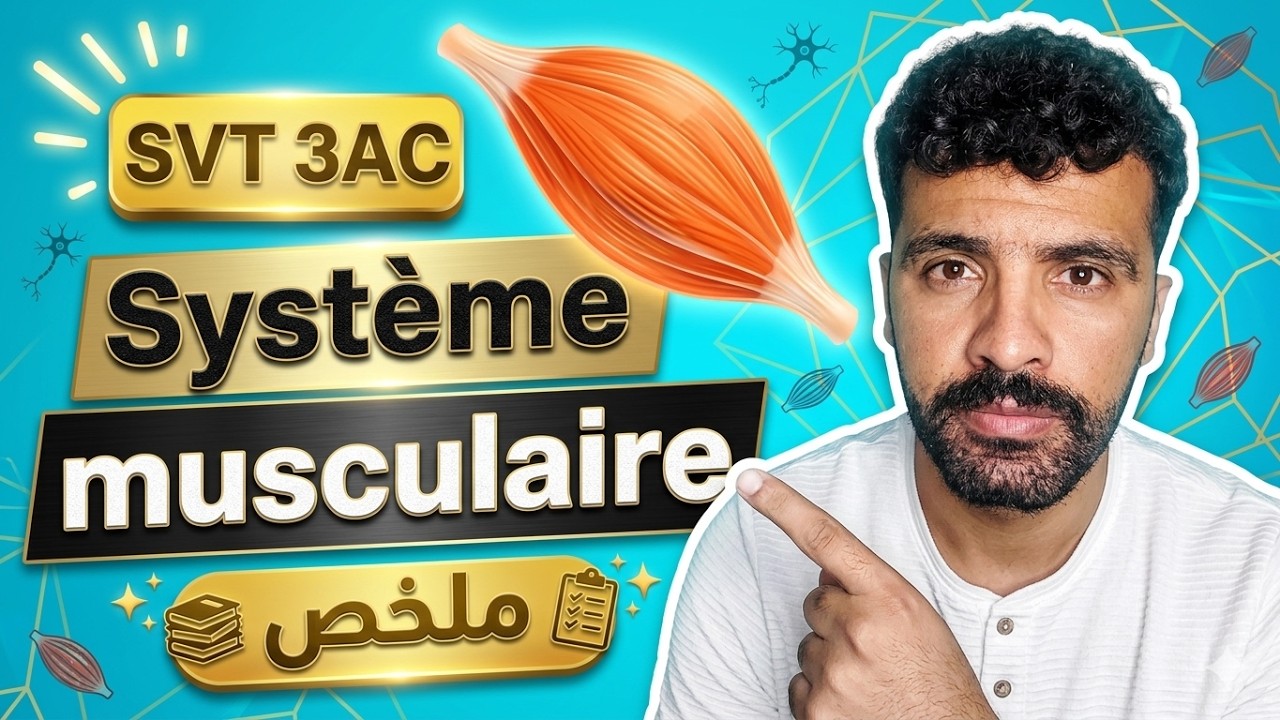 le système musculaire 3ème année collège