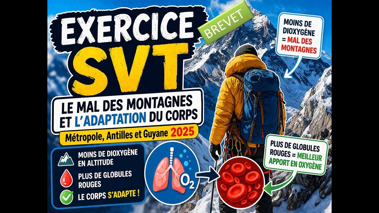 SVT DNB