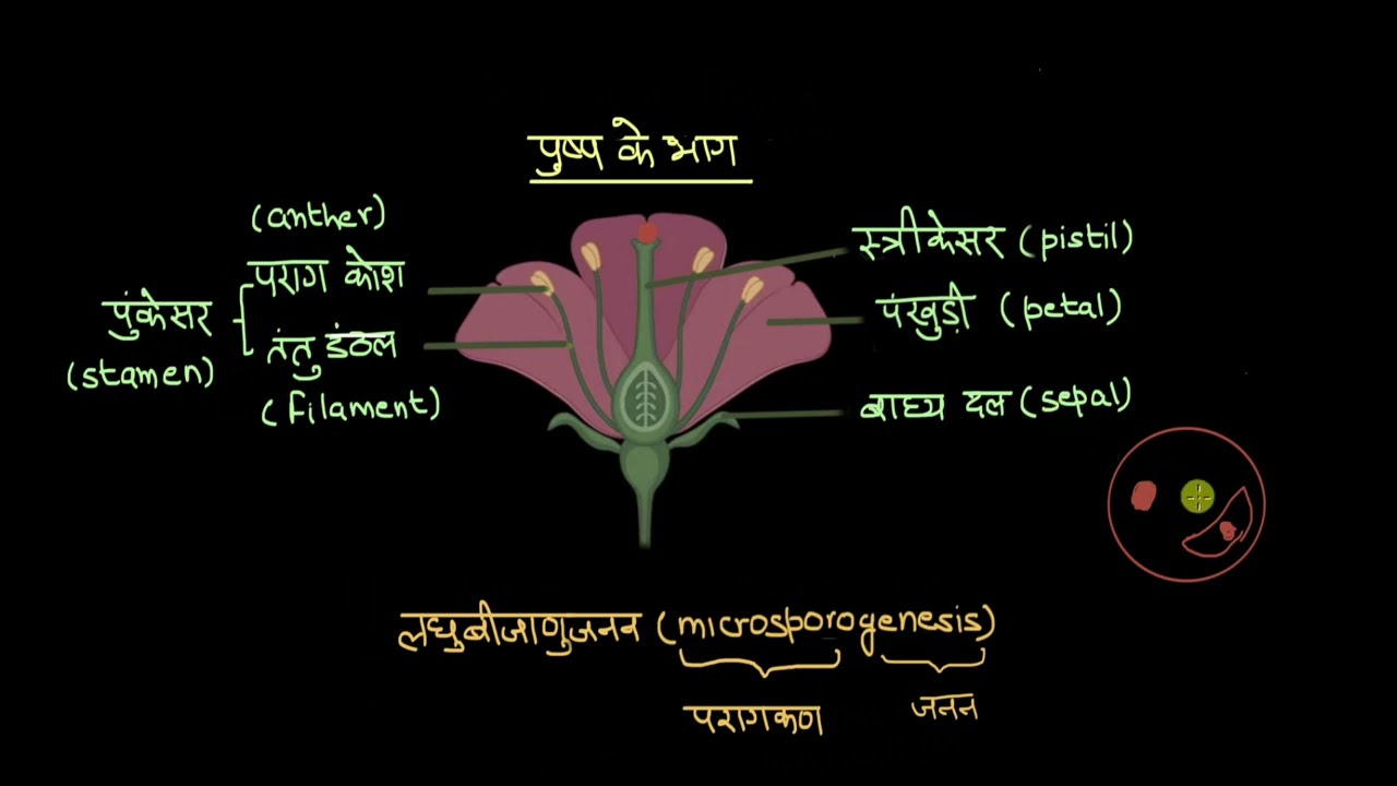 कक्षा 12: एनसीईआरटी जीव विज्ञान (NCERT Biology)